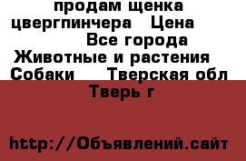 продам щенка цвергпинчера › Цена ­ 15 000 - Все города Животные и растения » Собаки   . Тверская обл.,Тверь г.